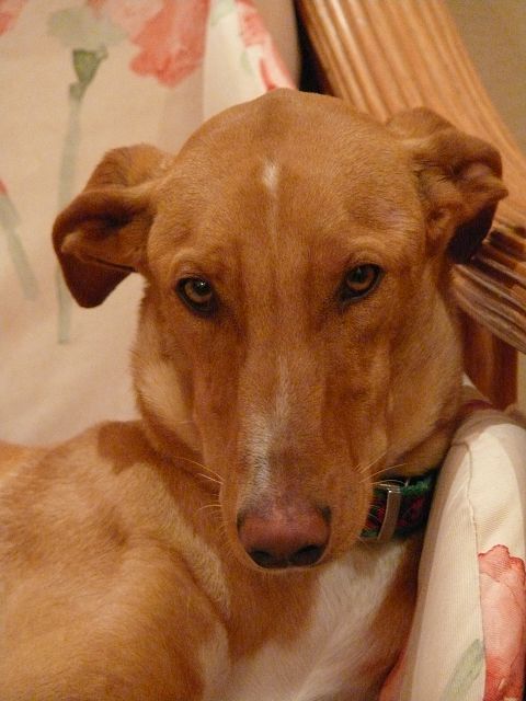 Podenco Mix